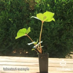 Hellebore Ice Breaker Max - Winter Rose -Foliage Flair Shop apo icebreaker max hellebore tubestock