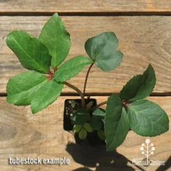 Hellebore Ice Breaker Max - Winter Rose -Foliage Flair Shop apo icebreaker max hellebore tubestock top