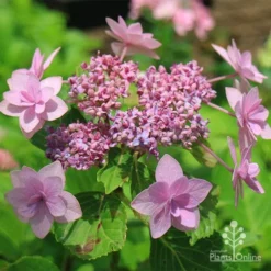 Hydrangea Jogasaki - Fireworks Hydrangea -Foliage Flair Shop apo jogasaki fireworks hydrangea