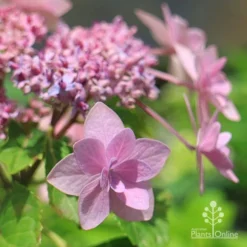 Hydrangea Jogasaki - Fireworks Hydrangea -Foliage Flair Shop apo jogasaki hydrangea floret