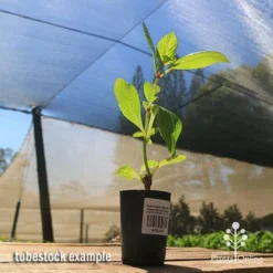 Hydrangea Jogasaki - Fireworks Hydrangea -Foliage Flair Shop apo jogasaki tubestock