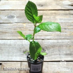 Hydrangea Jogasaki - Fireworks Hydrangea -Foliage Flair Shop apo jogasaki tubestock top