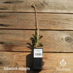 Kalanchoe Tomentosa – Panda Plant - Succulent -Foliage Flair Shop apo kalanchoe panda plant large size 1