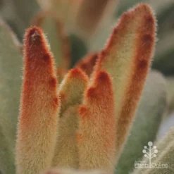Kalanchoe Tomentosa – Panda Plant - Succulent -Foliage Flair Shop apo kalanchoe tomentosa furry