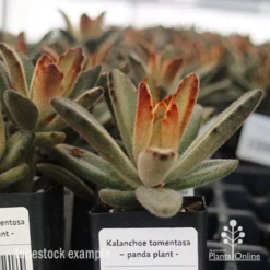 Kalanchoe Tomentosa – Panda Plant - Succulent -Foliage Flair Shop apo kalanchoe tomentosa tubestock plant