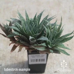 Aloe Aristata - Lace Aloe - Succulent -Foliage Flair Shop apo lace aloe tubestock side