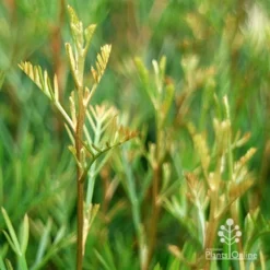 Grevillea Lana Maree -Foliage Flair Shop apo lana maree gold foliage