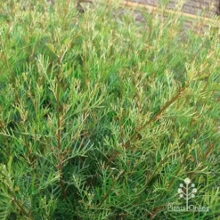 Grevillea Lana Maree -Foliage Flair Shop apo lana maree gold foliage2