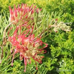 Grevillea Lana Maree -Foliage Flair Shop apo lana maree grevillea flowers2