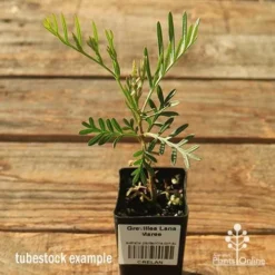 Grevillea Lana Maree -Foliage Flair Shop apo lana maree tubestock