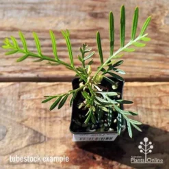 Grevillea Lana Maree -Foliage Flair Shop apo lana maree tubestock top