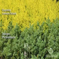 Cupressus Lemon Scent - Lemon Cypress 15 Cupressus Lemon Scent - Lemon Cypress -Foliage Flair Shop apo lemon cypress juniper pyramidalis