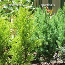 Cupressus Lemon Scent - Lemon Cypress 16 Cupressus Lemon Scent - Lemon Cypress -Foliage Flair Shop apo lemon scent pyramidalis compare 1