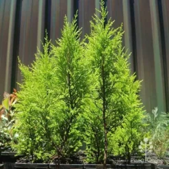 Cupressus Lemon Scent - Lemon Cypress 13 Cupressus Lemon Scent - Lemon Cypress -Foliage Flair Shop apo lemon scent small trees