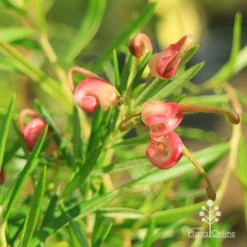 Grevillea Liliane -Foliage Flair Shop apo liliane flower close