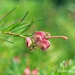 Grevillea Liliane -Foliage Flair Shop apo liliane flower closeup