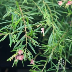 Grevillea Liliane -Foliage Flair Shop apo liliane weeping