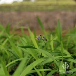 Dianella Little Jess -Foliage Flair Shop apo little jess dianella plants