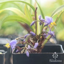 Dianella Little Jess -Foliage Flair Shop apo little jess flower closeup