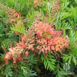 Grevillea Little Robyn -Foliage Flair Shop apo little robyn flowers and foliage
