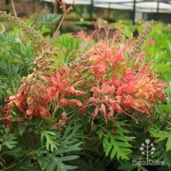 Grevillea Little Robyn -Foliage Flair Shop apo little robyn flowers nursery