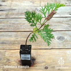Grevillea Little Robyn -Foliage Flair Shop apo little robyn tubestock flower