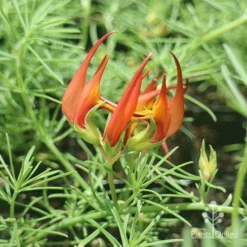 Lotus Red Flash - Parrot's Beak -Foliage Flair Shop apo lotus