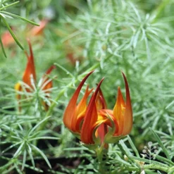 Lotus Red Flash - Parrot's Beak -Foliage Flair Shop apo lotus flower