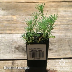 Lotus Red Flash - Parrot's Beak -Foliage Flair Shop apo lotus tubestock top