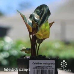 Calathea Makoyana - Peacock Plant 15 Calathea Makoyana - Peacock Plant -Foliage Flair Shop apo makoyana tubestock
