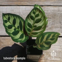 Calathea Makoyana - Peacock Plant 14 Calathea Makoyana - Peacock Plant -Foliage Flair Shop apo makoyana tubestock top