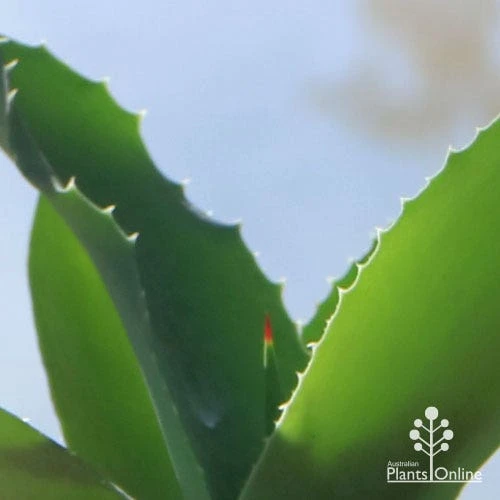 Mangave Falling Waters - Succulent 3 Mangave Falling Waters - Succulent - Image 3