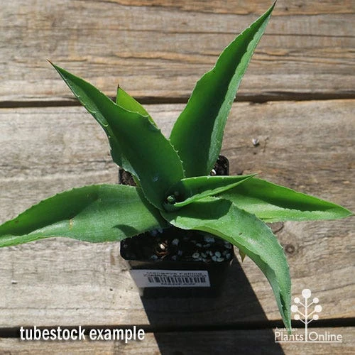 Mangave Falling Waters - Succulent 4 Mangave Falling Waters - Succulent - Image 4