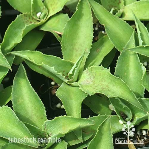 Mangave Falling Waters - Succulent 5 Mangave Falling Waters - Succulent - Image 5