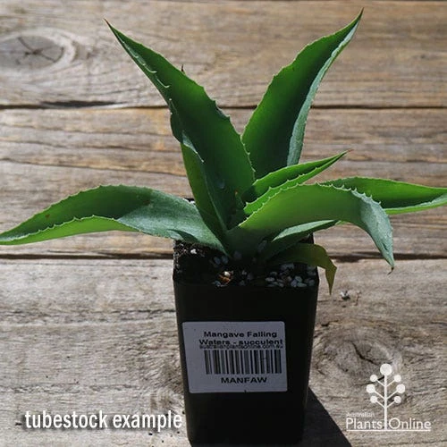 Mangave Falling Waters - Succulent 2 Mangave Falling Waters - Succulent - Image 2