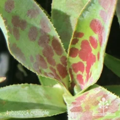 Mangave Mission To Mars - Succulent -Foliage Flair Shop apo mangave mission to mars pattern