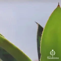 Mangave Mission To Mars - Succulent -Foliage Flair Shop apo mangave mission to mars teeth