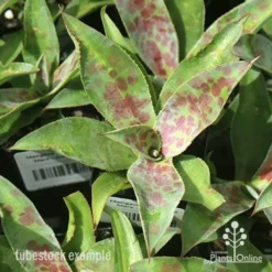 Mangave Mission To Mars - Succulent -Foliage Flair Shop apo mangave mission to mars tubestock