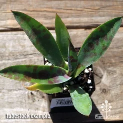 Mangave Mission To Mars - Succulent -Foliage Flair Shop apo mangave mission to mars tubestock top