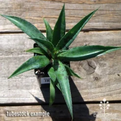 Mangave Pineapple Express - Succulent -Foliage Flair Shop apo mangave pineapple express tubestock top
