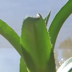 Mangave Red Wing - Succulent -Foliage Flair Shop apo mangave red wing teeth