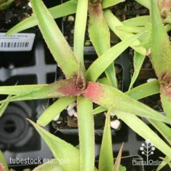 Mangave Red Wing - Succulent -Foliage Flair Shop apo mangave red wing tubestock