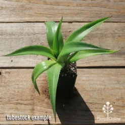 Mangave Red Wing - Succulent -Foliage Flair Shop apo mangave red wing tubestock top