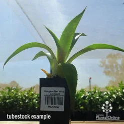 Mangave Red Wing - Succulent -Foliage Flair Shop apo mangave red wing tubestock 1