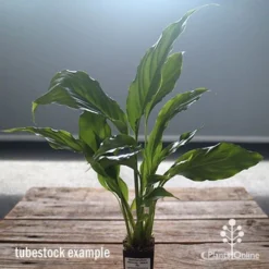 Spathiphyllum Maracay - Peace Lily 9 Spathiphyllum Maracay - Peace Lily -Foliage Flair Shop apo maracay tubestock office