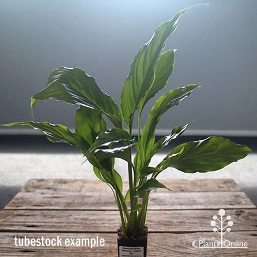 Spathiphyllum Maracay - Peace Lily 5 Spathiphyllum Maracay - Peace Lily - Image 5