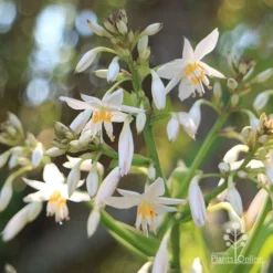 Matapouri Bay - Arthropodium -Foliage Flair Shop apo matapouri bay flowers close