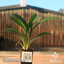 Matapouri Bay - Arthropodium -Foliage Flair Shop apo matapouri bay rock lily tubestock