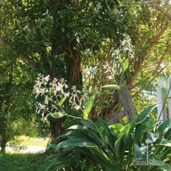 Matapouri Bay - Arthropodium -Foliage Flair Shop apo matapouri bay woodland