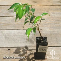 Ficus Benjamina Midnight Beauty - Weeping Fig -Foliage Flair Shop apo midnight beauty ficus tubestock